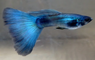 Guppy jenis Blue Moscow Albino Gambar Guppy jenis Blue Moscow Albino