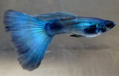 Guppy jenis Blue Moscow Albino Gambar Guppy jenis Blue Moscow Albino