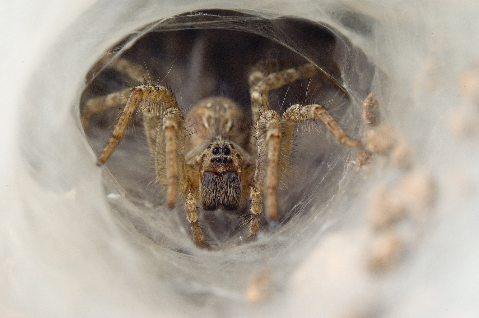 Talking pictures Secret Lives Funnel web spider