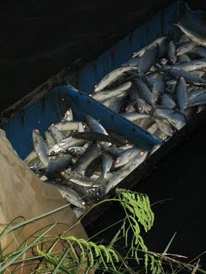 Here's the catch Fish Here's the catch Fish