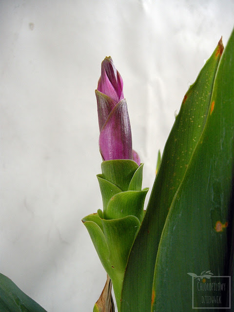 Kurkuma plamista, czyli ostryż plamisty, inaczej cytwarowy (Curcuma zedoaria) - zdjęcia, kwiaty, liście, uwagi