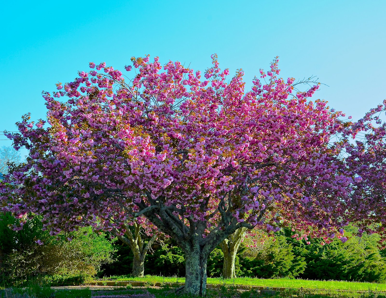 HandMade NanMcKee: Cherry Tree?