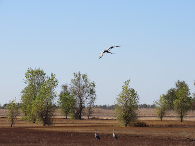 Llano Seco Wildlife Management Area