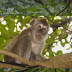 30 PEOPLE SAVED BY MONKEY IN INDIA