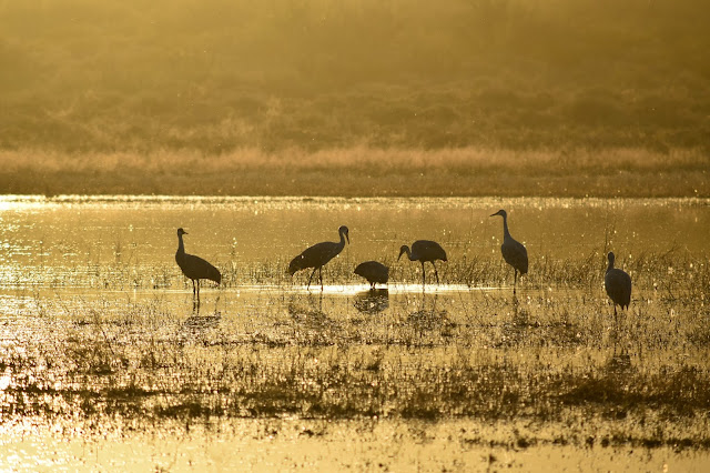  Sandhill Cranes at Bosque del Apache National Wildlife Refuge