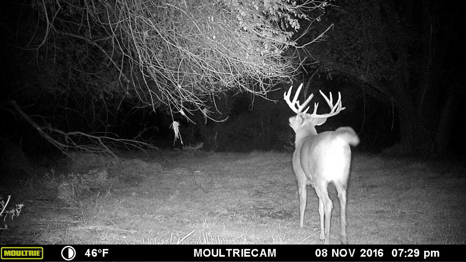 ANIMALS GONE WILD! 111316