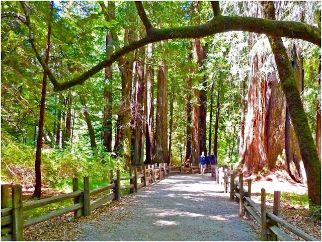 Big Basin Redwoods State Park