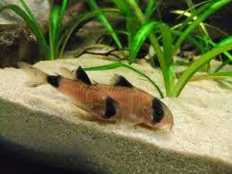 Coridora Panda Coridora Panda