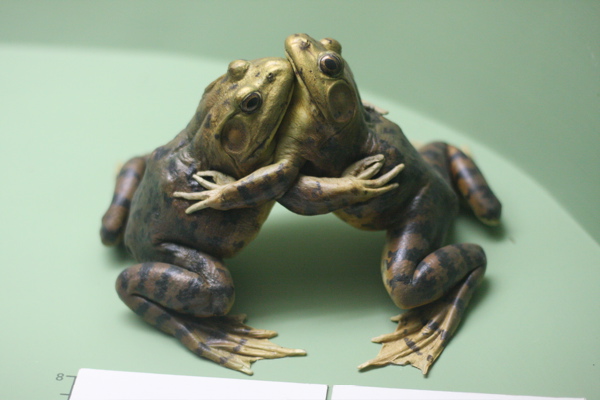 How Do Frogs Have Sex 79