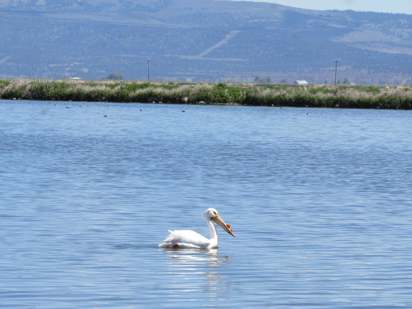 Vaughn the Road Again Tule Lake National Wildlife Refuge