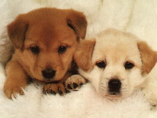 two brown and white cute puppies are lying on blanket | cute puppy pictures