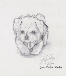 drawings dog maltese animal easy puppy drawing sketches draw pencil dogs sketch puppies photonesta animals illustration adorable doodle discover