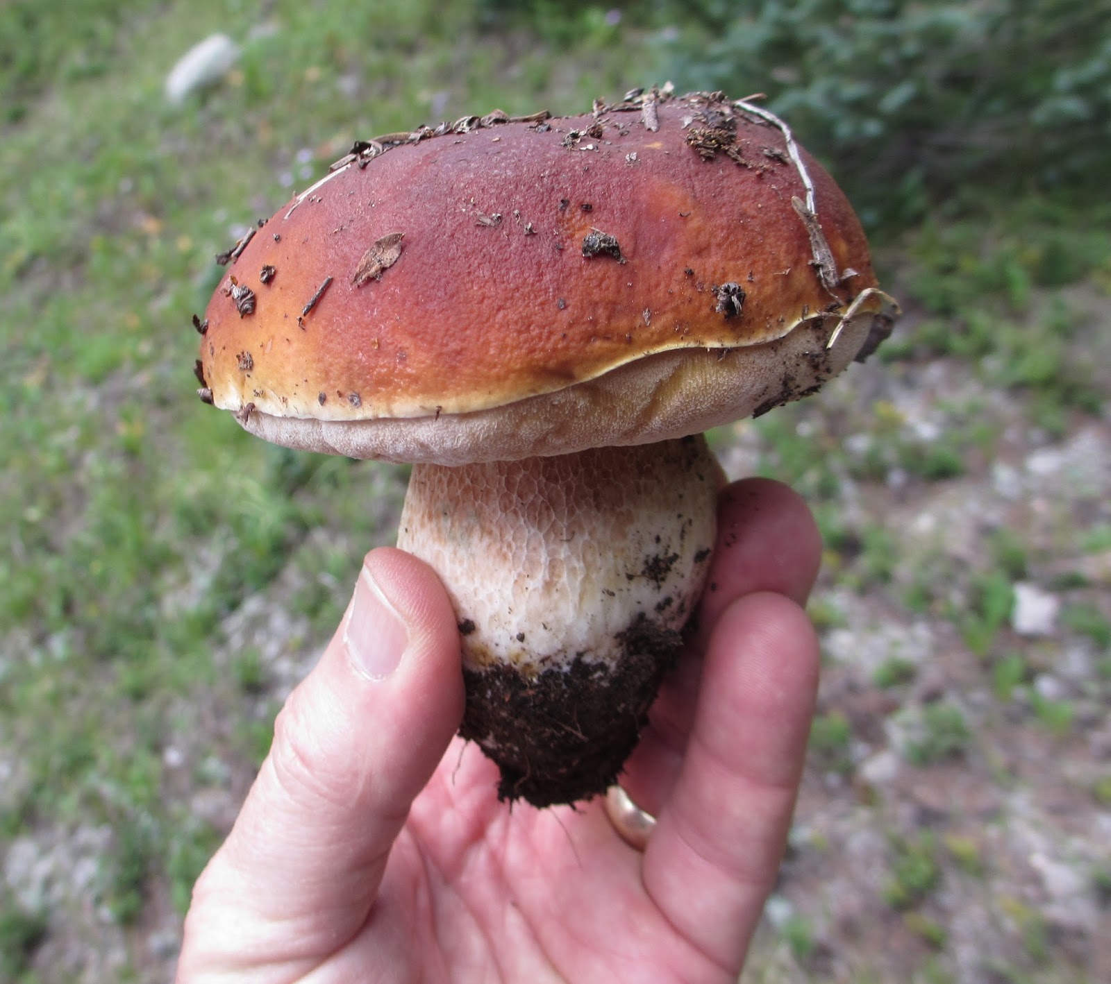 Cannundrums Hawks Wing and King Bolete Mushrooms Soup and Stir Fry