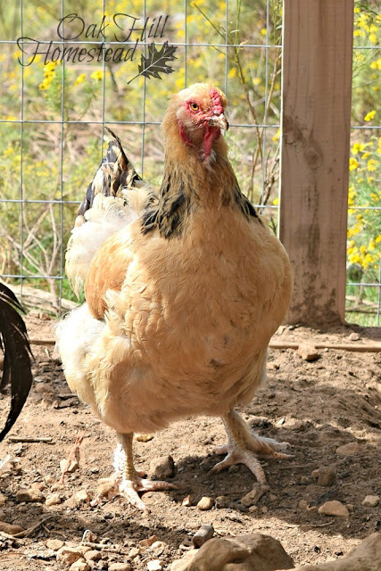 How to keep your backyard chickens happy when you can't let them free range. How to keep your hens happy.