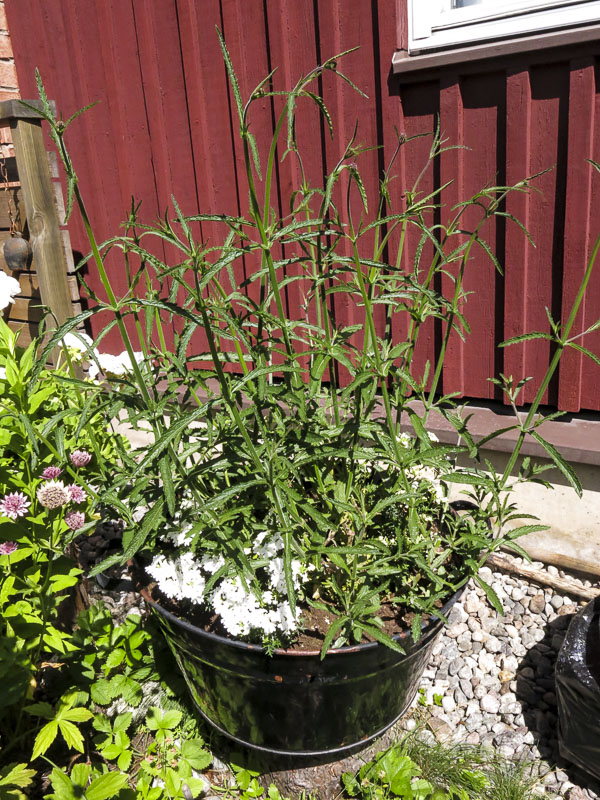 jätteverbena, giantverbena jätteverbena, giantverbena