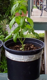 Container Basil