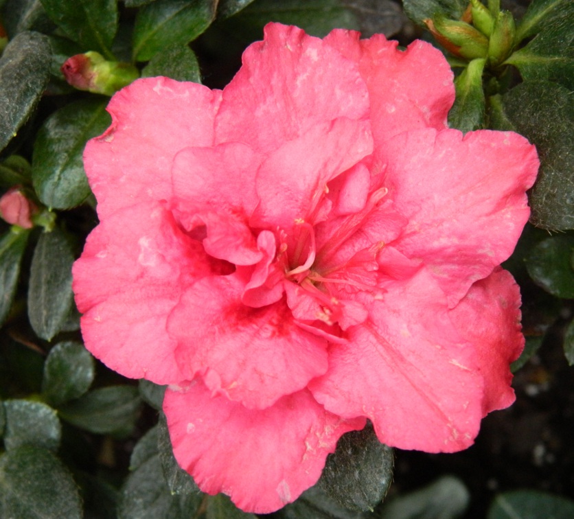 Pink azalea bloom detail at the Toronto Allan Gardens Conservatory Spring Flower Show 2013 by garden muses: a Toronto gardening blog Pink azalea bloom detail at the Toronto Allan Gardens Conservatory Spring Flower Show 2013 by garden muses: a Toronto gardening blog