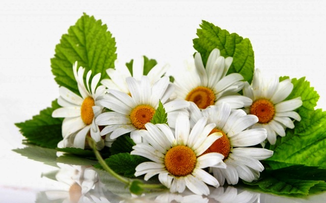 Pretty Vintage Flower Pictures Pretty Vintage Flower Pictures