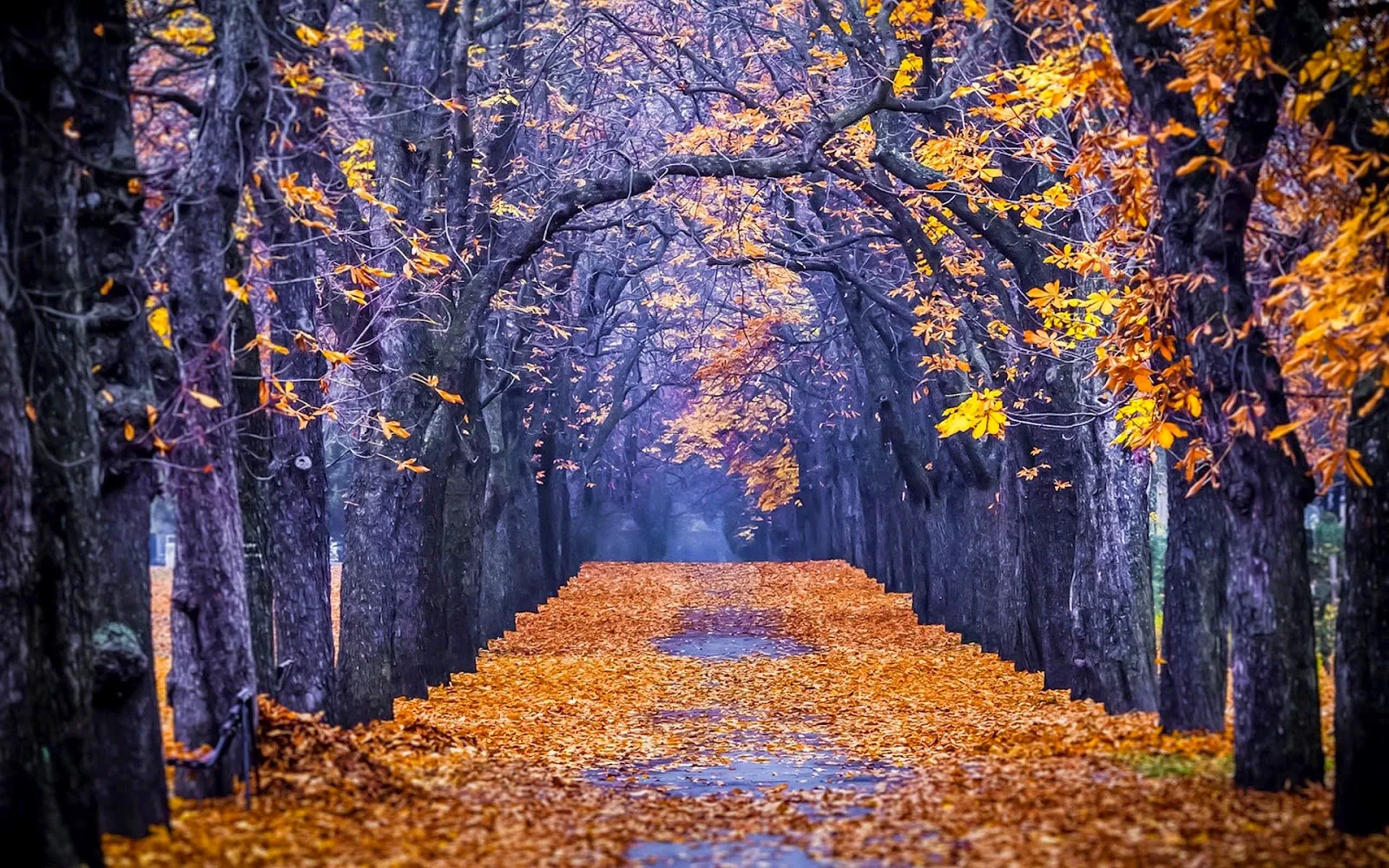 Grote bomen langs de weg met veel gele herfstbladeren op de grond