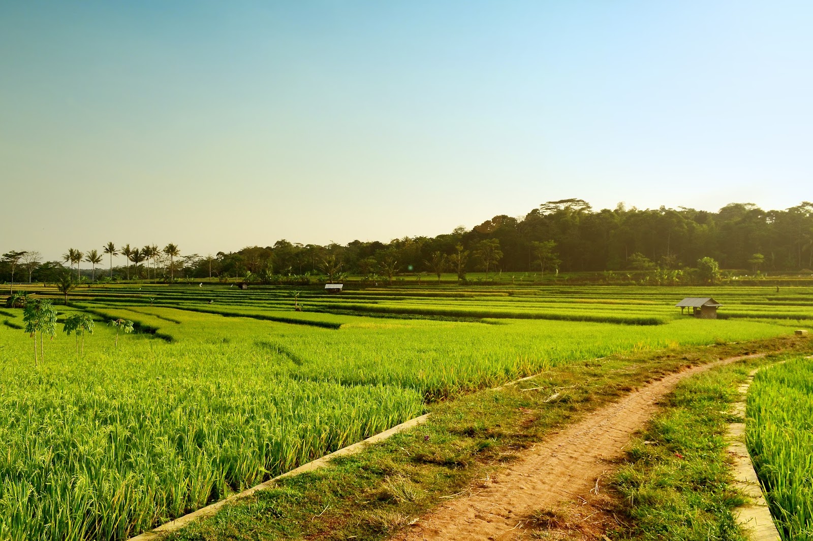 DESA PAMULIHAN Pemandangan Sawah  Tonggoh