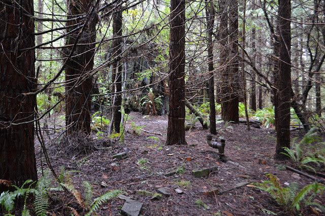 big pipe in the forest floor