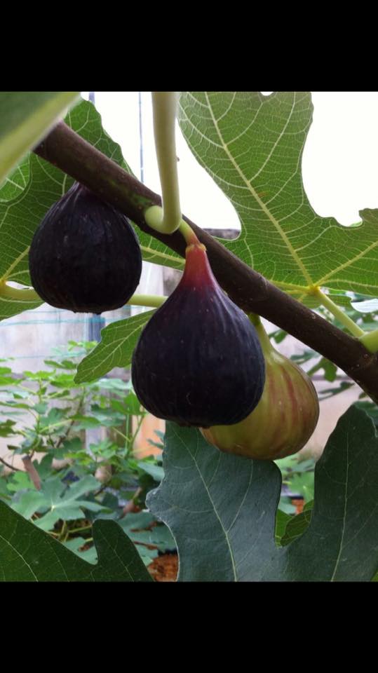 Figs Photo Collection Around the World Texas Blue Giant Figs