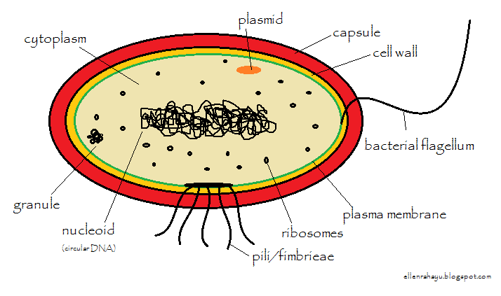 ONE WORLD ONE DREAM: STRUKTUR BAKTERI