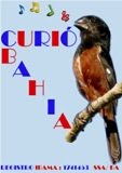 CURIÓ BAHIA