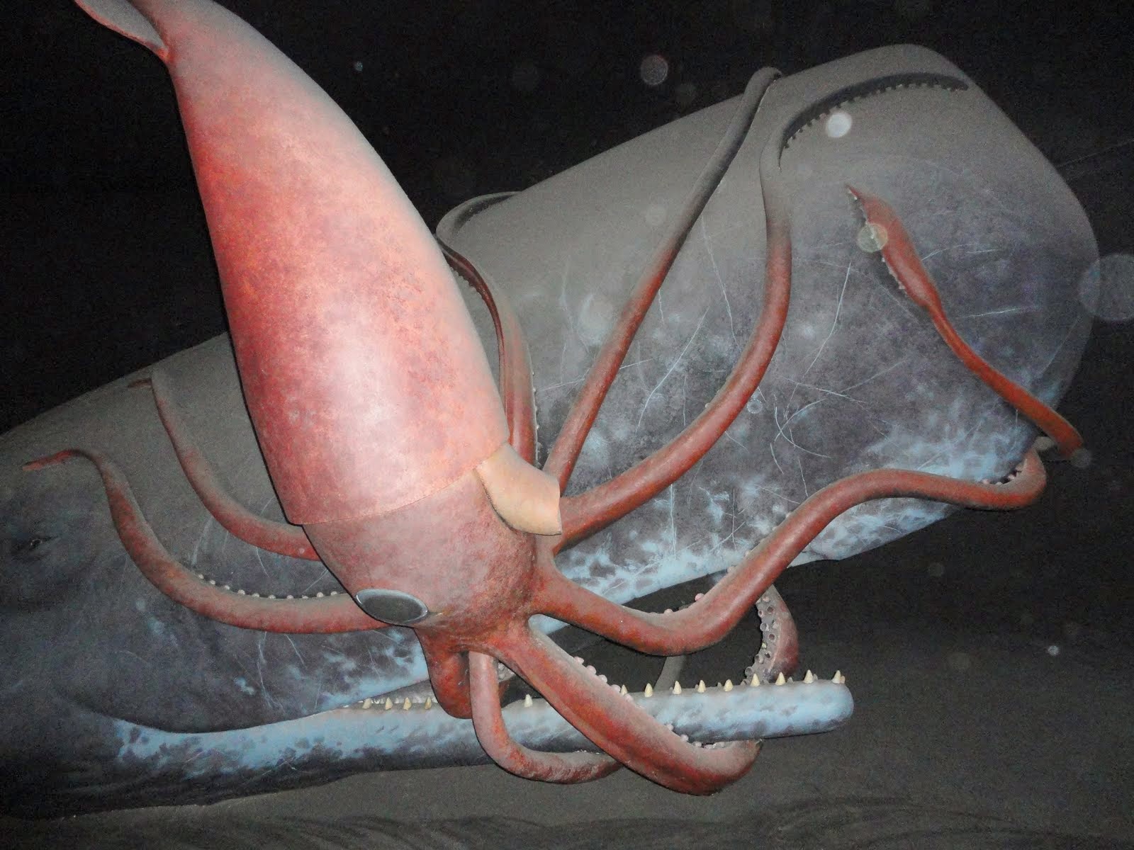 Глубоководный кальмар размеры. Гигантский кальмар Architeuthis. Кит Кашалот и гигантский кальмар.