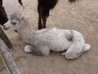 Wolle Natur Farben : Nachwachsender Rohstoff - Kamelwolle