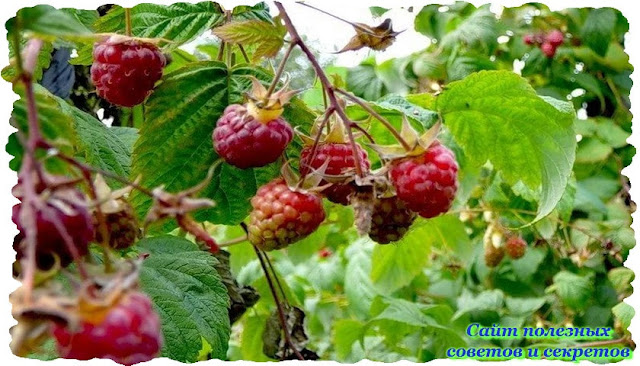 Что делать если у Малины покраснели листья ?