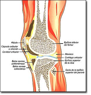 dolor insoportable desde la ingle hasta la rodilla dolor insoportable desde la ingle hasta la rodilla