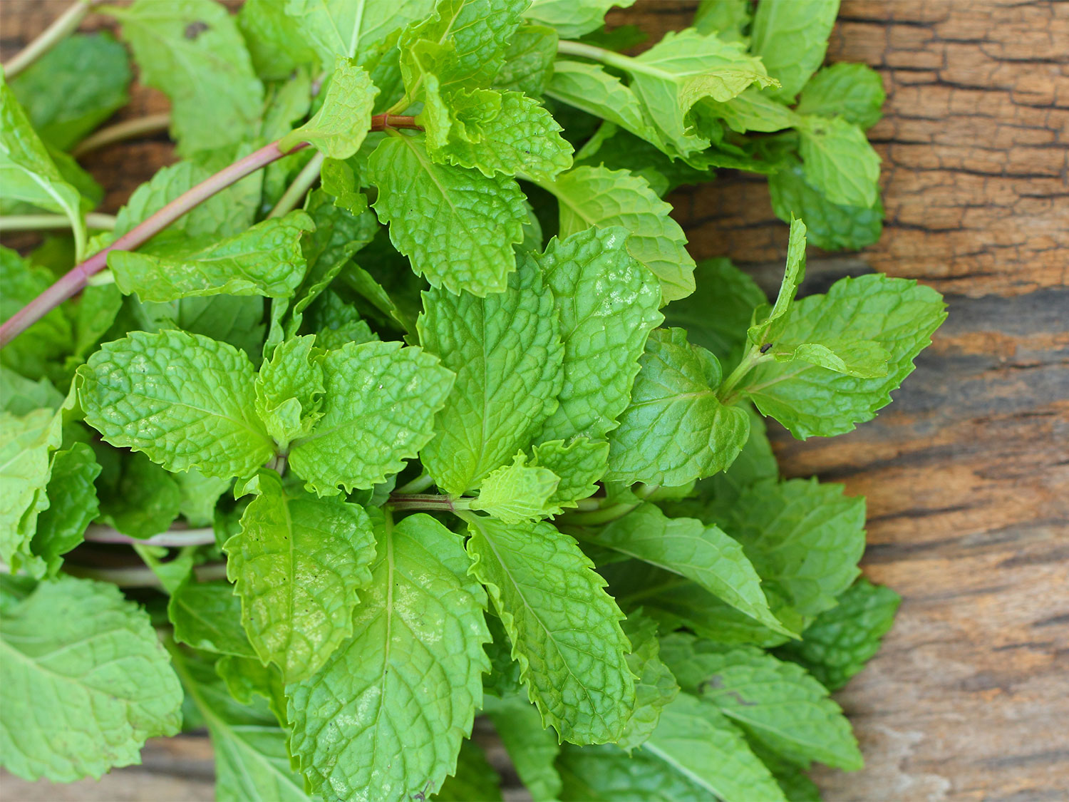 Healthy Food Health Benefits of Mint