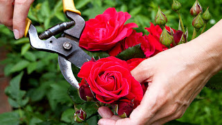  Cara  Merawat  Tanaman Bunga  Mawar  Hias Tanaman Magz