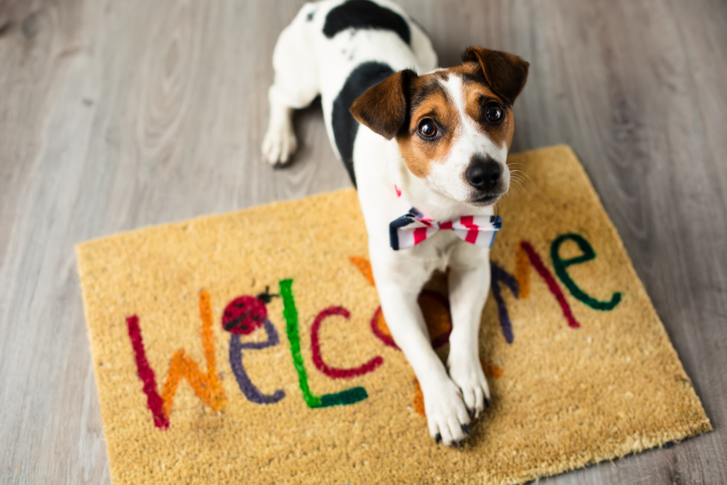 My FLORIDA Dream Home How to Sell A Home with Pets
