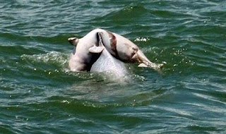 Foto Induk Lumba-lumba Terus Menggendong Jasad Bayinya Berhari-hari [ www.BlogApaAja.com ]