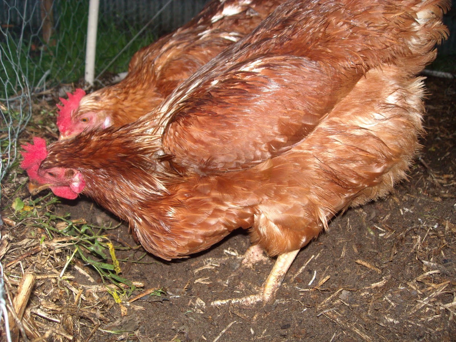 Zucchini Island Chicken with swollen chest