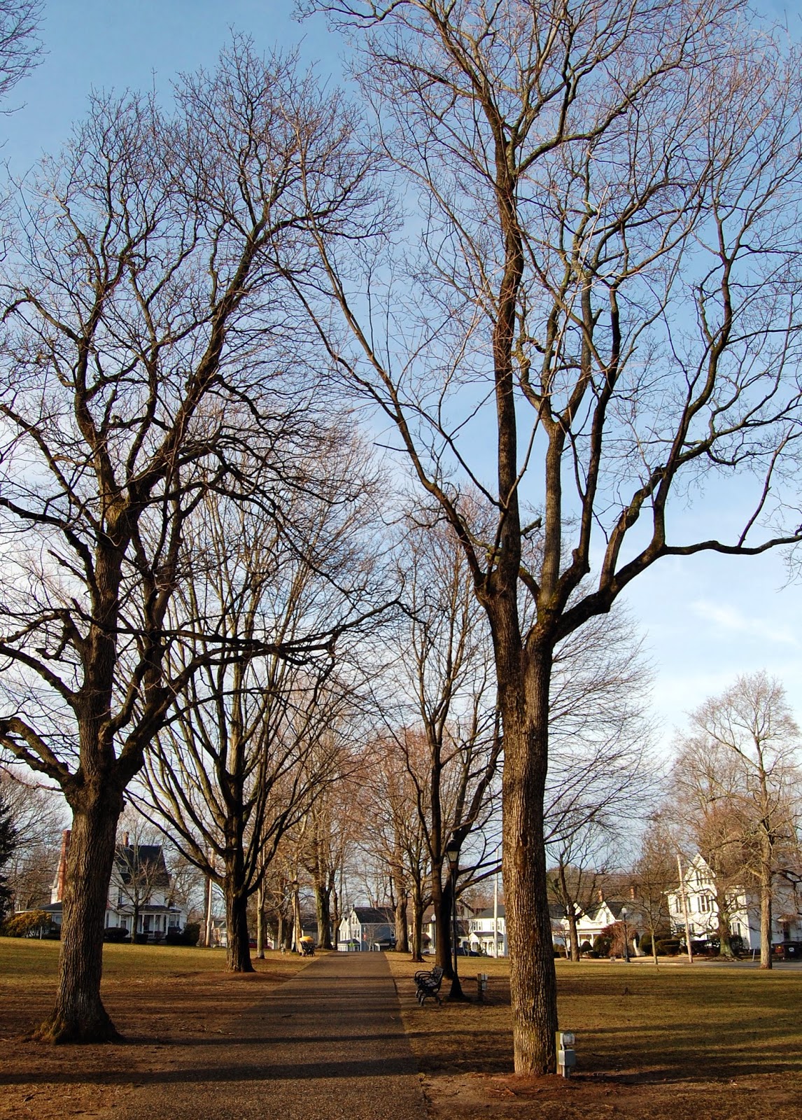 tree lined walkway on the Town Common