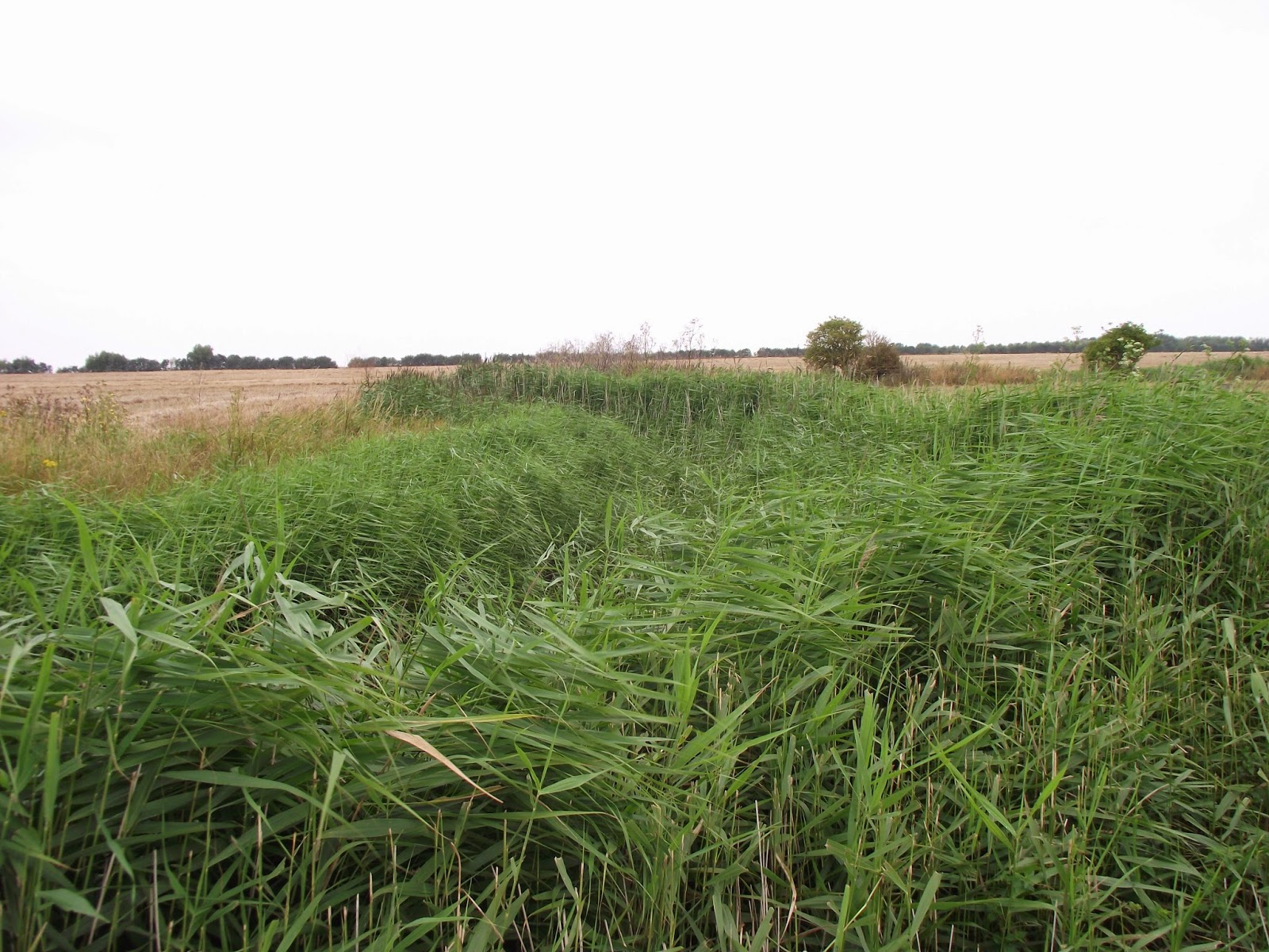 LETTERS FROM SHEPPEY That Time of Year