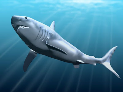 Megalodon_NT