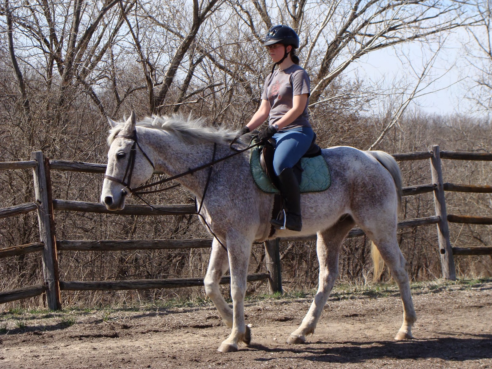 Shipman Training LLC The Gaits