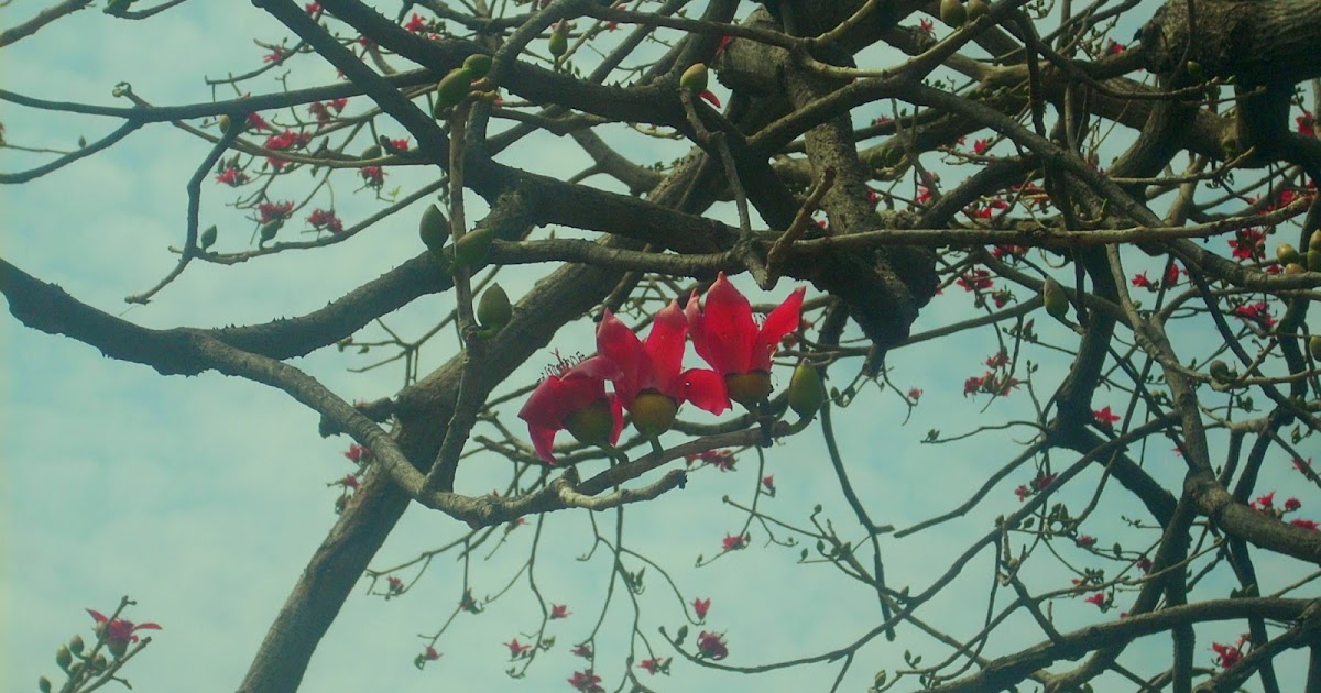 Photos: The Red Color Tree (Shalmali Or Silk Cotton Tree) -2016