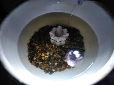 改造した水作エイトSを睡蓮鉢に設置して・・・