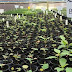 Raw Bear Poop Produces 1200 Plants in Amazing Experiment