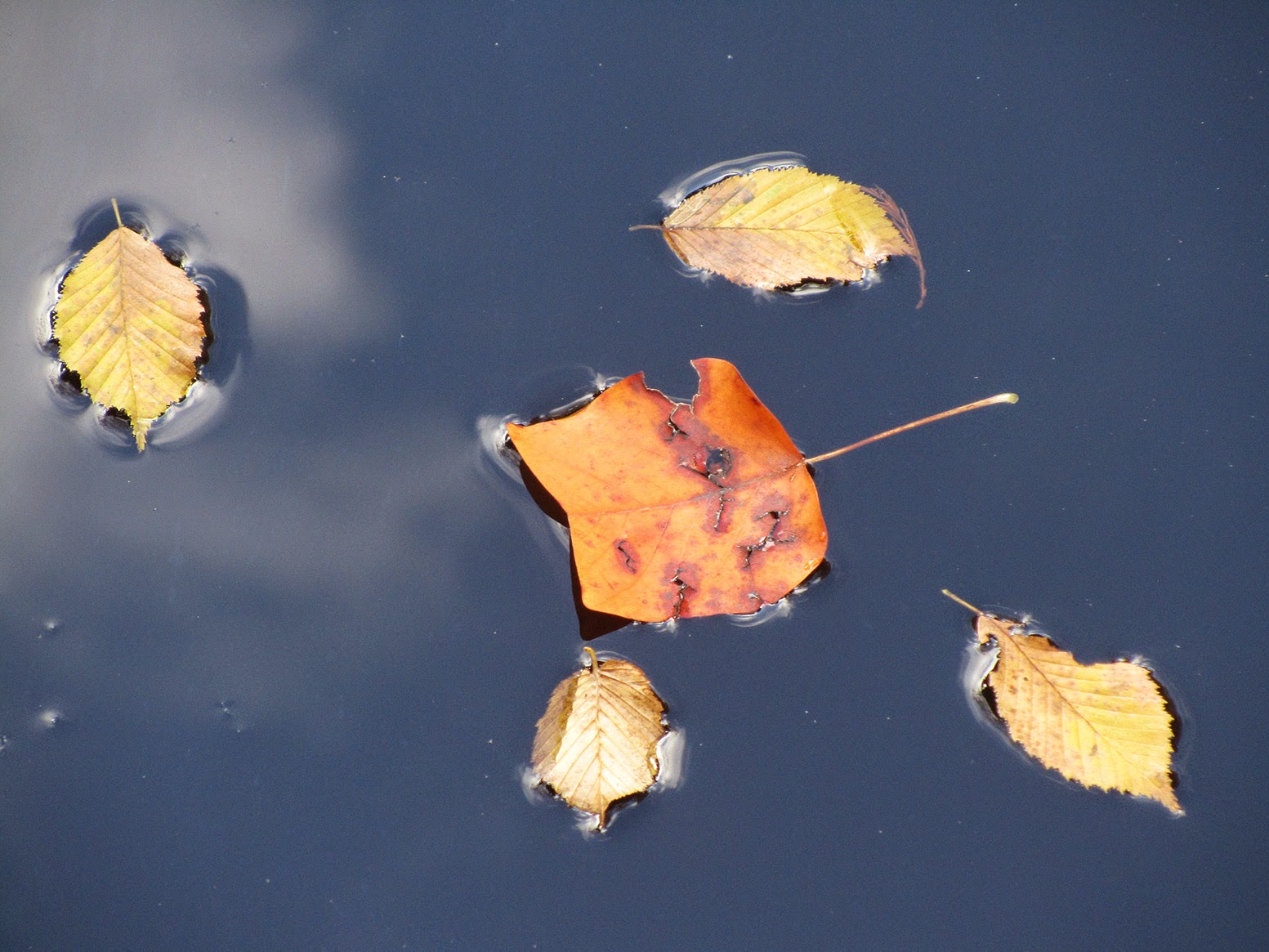 five floating leaves