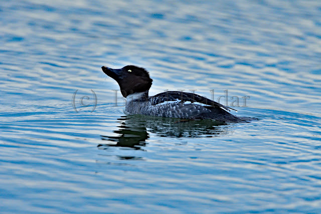 Common GoldenEye Common GoldenEye
