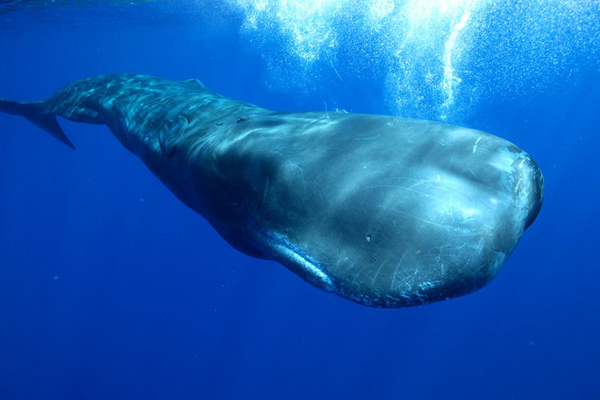 Best of Sperm whale deepest dive deepest Sperm dive whale