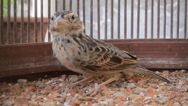 Cara Perawatan Burung Branjangan Yang Macet Bunyi