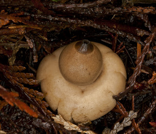 a brown breast-like Earthstar mushroom erupts from the forest litter.