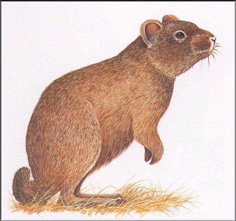 extinction of wildlife In 1972, president nixon declared that conservation efforts in the united states aimed toward preventing the extinction of species were inadequate and called on the 93rd congress to develop comprehensive endangered species legislation. extinction of wildlife In 1972, president nixon declared that conservation efforts in the united states aimed toward preventing the extinction of species were inadequate and called on the 93rd congress to develop comprehensive endangered species legislation.